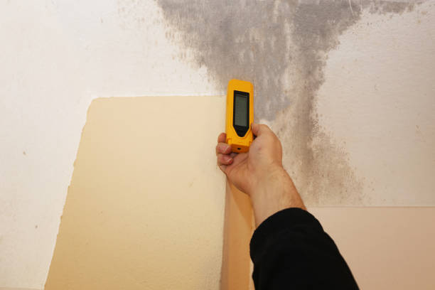 Best Emergency Mold Remediation  in Nevada, IA