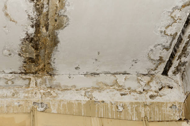 Best Crawl Space Mold Remediation  in Nevada, IA