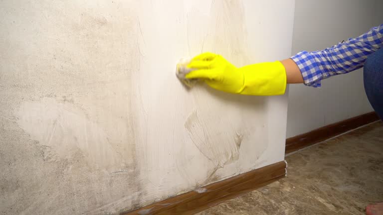 Best Mold Documentation for Insurance Claims  in Nevada, IA