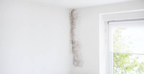 Best Basement Mold Removal  in Nevada, IA