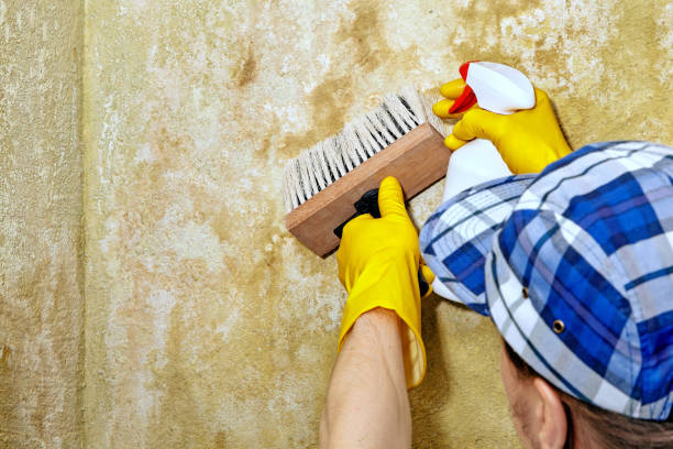 Best Commercial Mold Inspection  in Nevada, IA