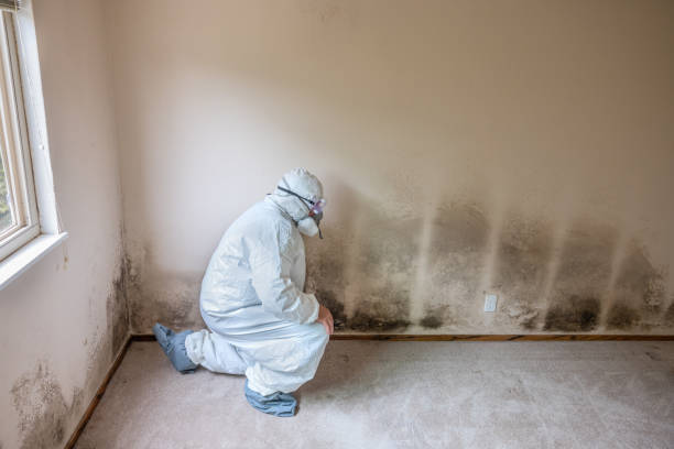 Best Post-Construction Mold Inspection  in Nevada, IA